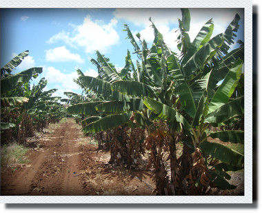 kako-UiGeEdumdMw279aI