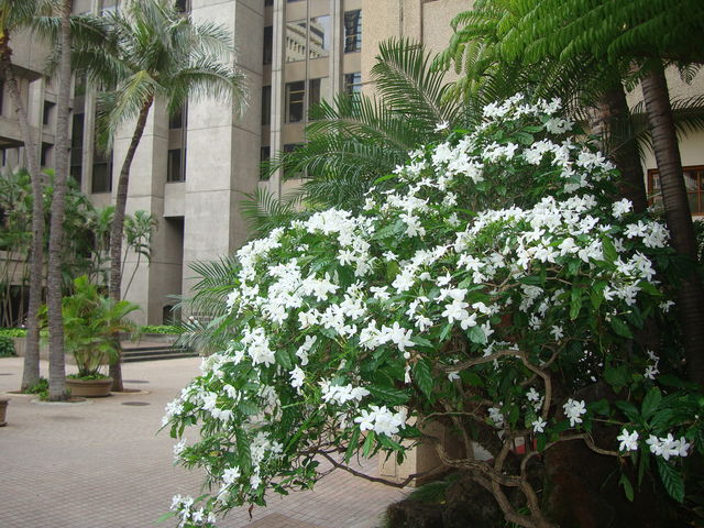 このハワイの白い花は サンユウカ 楽園ハワイと私