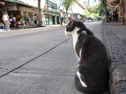 cat
