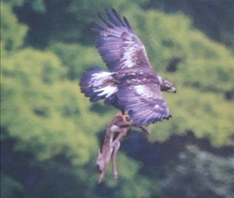 0002829914_001_20170616181117653