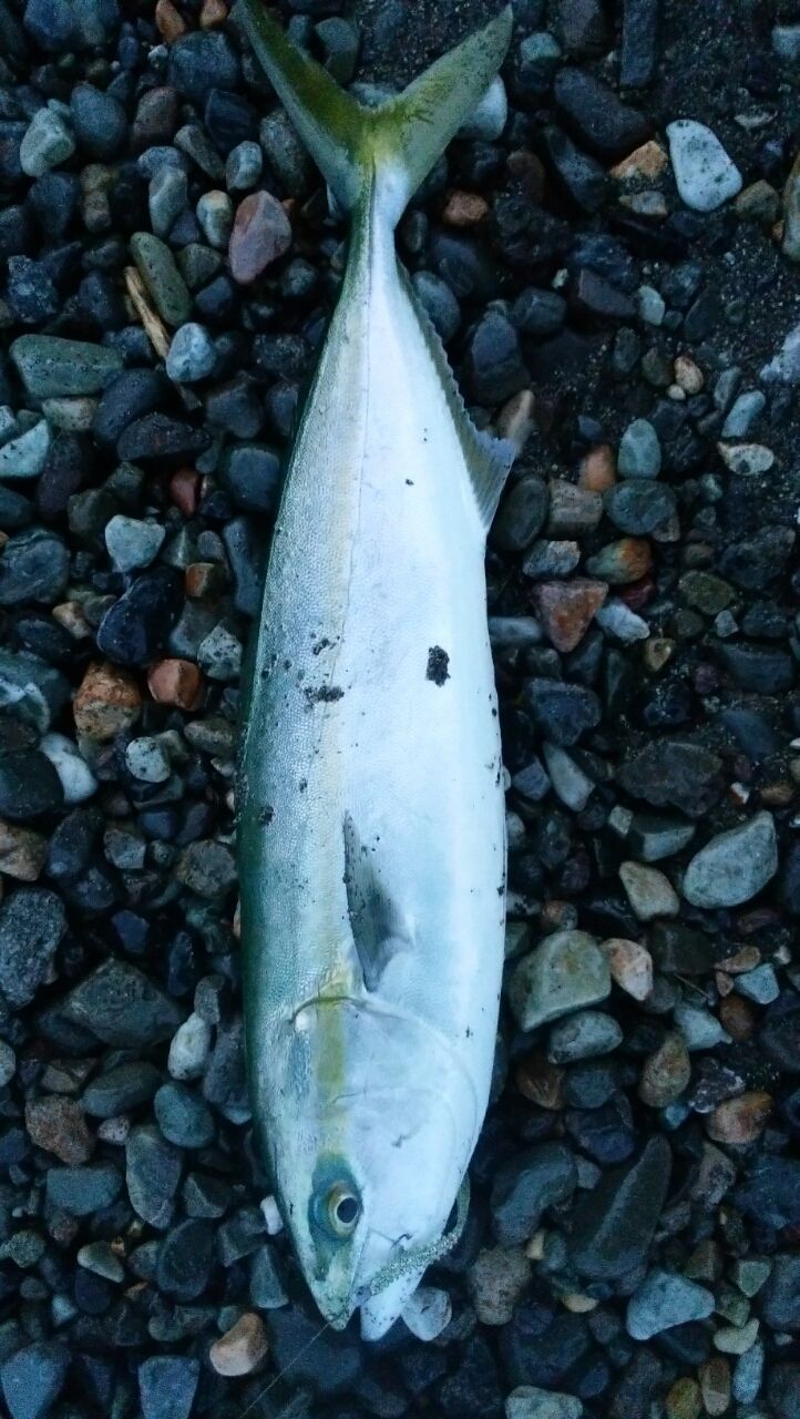 糸魚川アジ 朝砂アジング アゲイン Hard Rock Life