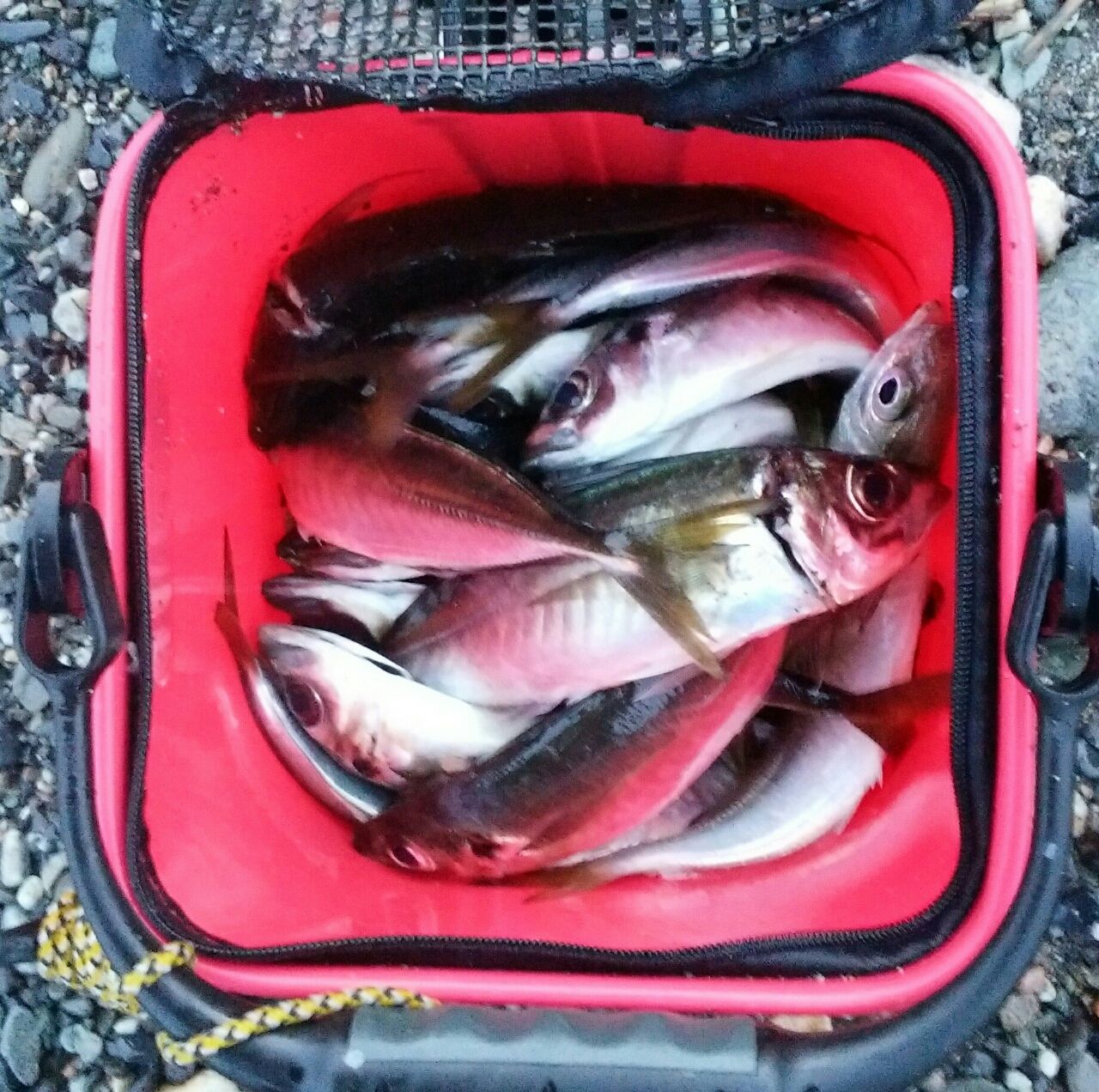 糸魚川アジ 朝砂アジング アゲイン Hard Rock Life