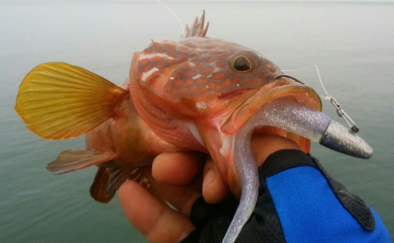 上越キジハタ A 夏キジと平たい魚 Hard Rock Life
