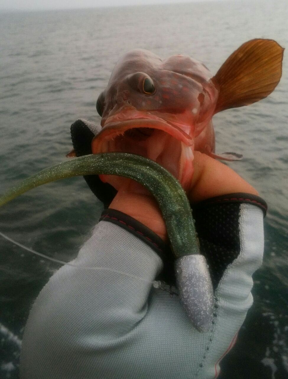 上越キジハタ A 夏キジと平たい魚 Hard Rock Life
