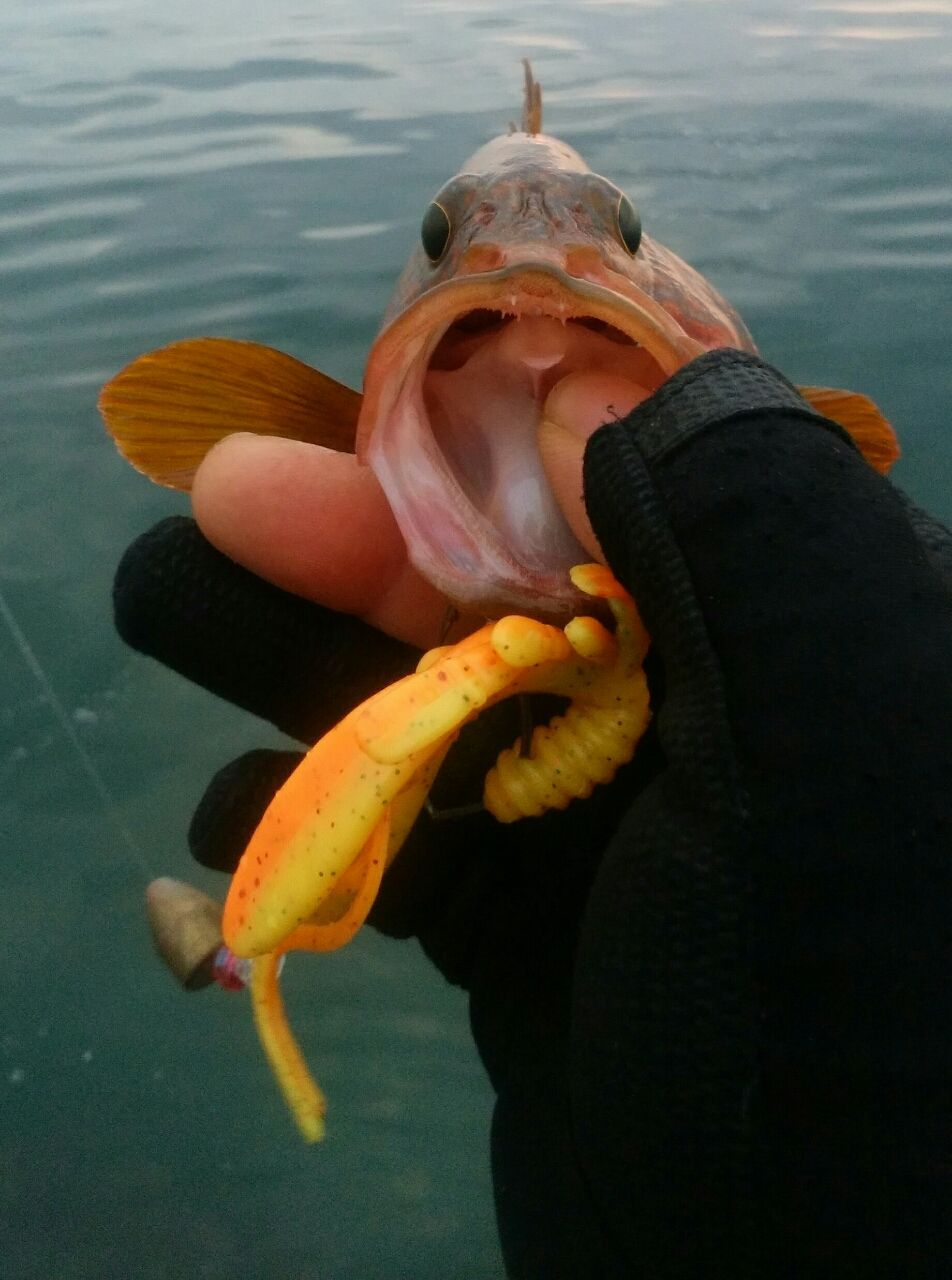 上越キジハタ A 夏キジと平たい魚 Hard Rock Life