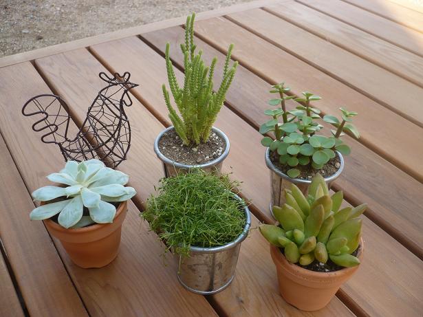 プチ多肉植物 Dog S Garden