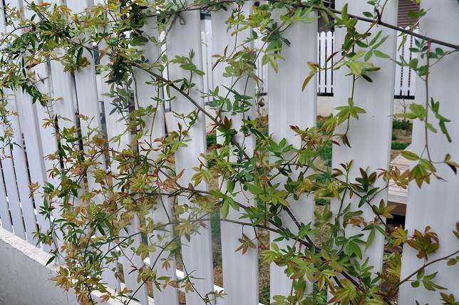 白モッコウ薔薇の成長 Dog S Garden