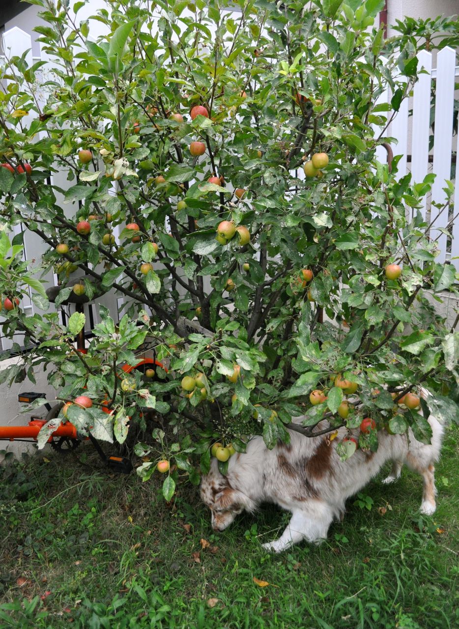 姫りんごの収穫 Dog S Garden 姫りんごの収穫 Dog S Garden
