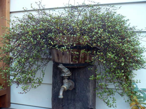 復活祭 Dog S Garden