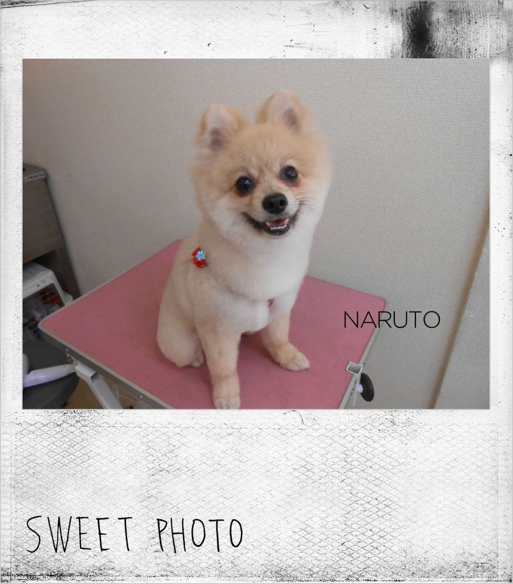 ワンちゃんのご紹介 7 トリミング マッサージ Wanピース のblog ワンちゃんのご紹介 7 トリミング マッサージ Wanピース のblog