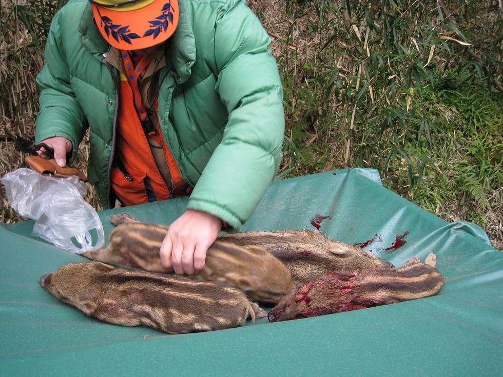 うり坊が大猟 狩猟の部屋