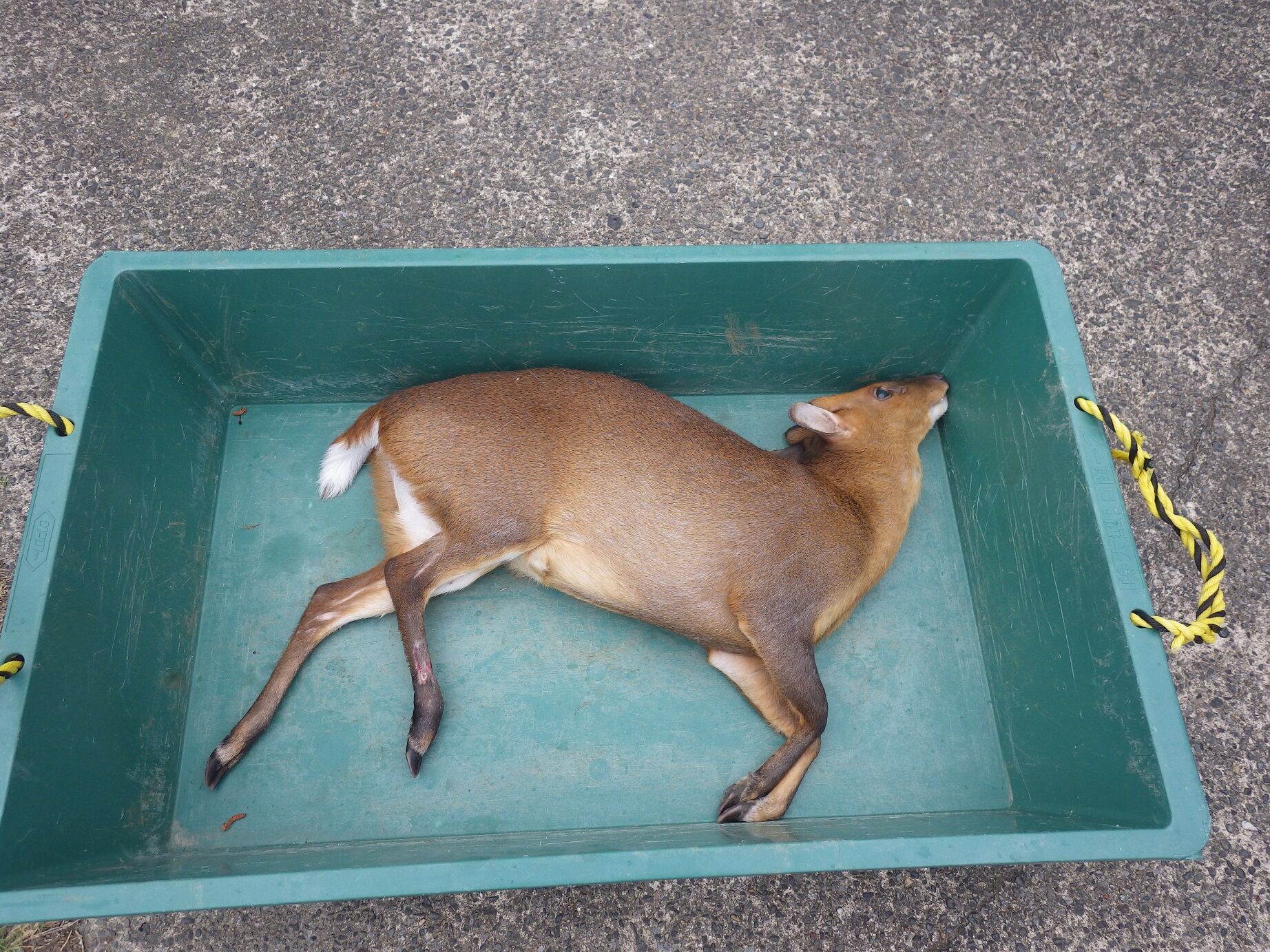 キョン捕獲 狩猟の部屋 キョン捕獲 狩猟の部屋