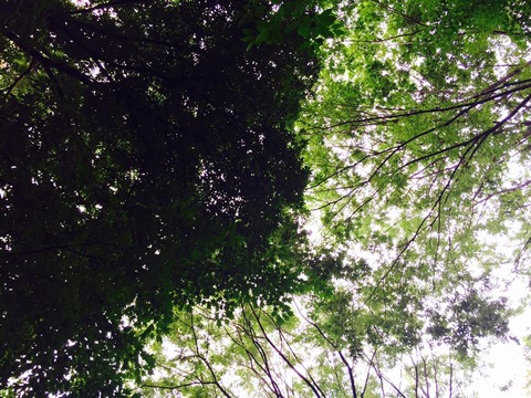 13434713_901068820018669_3440191927987131385_n