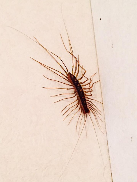 14721556_998504733608410_453755746780907256_n