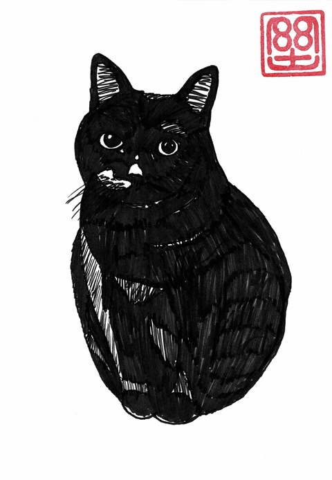 長友さん猫