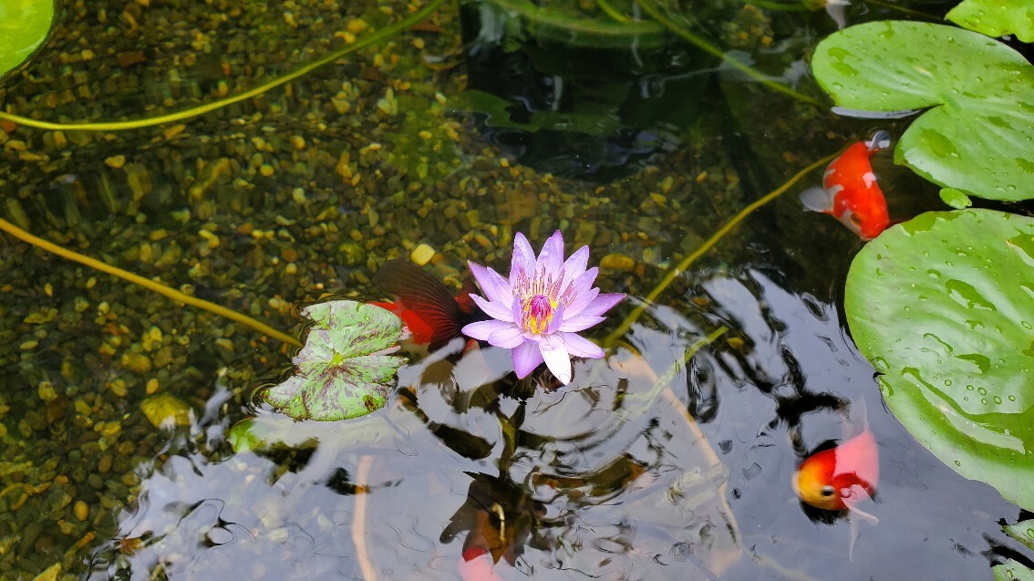 熱帯睡蓮の開花 アイスクリームバナナを株分け 庭池日記