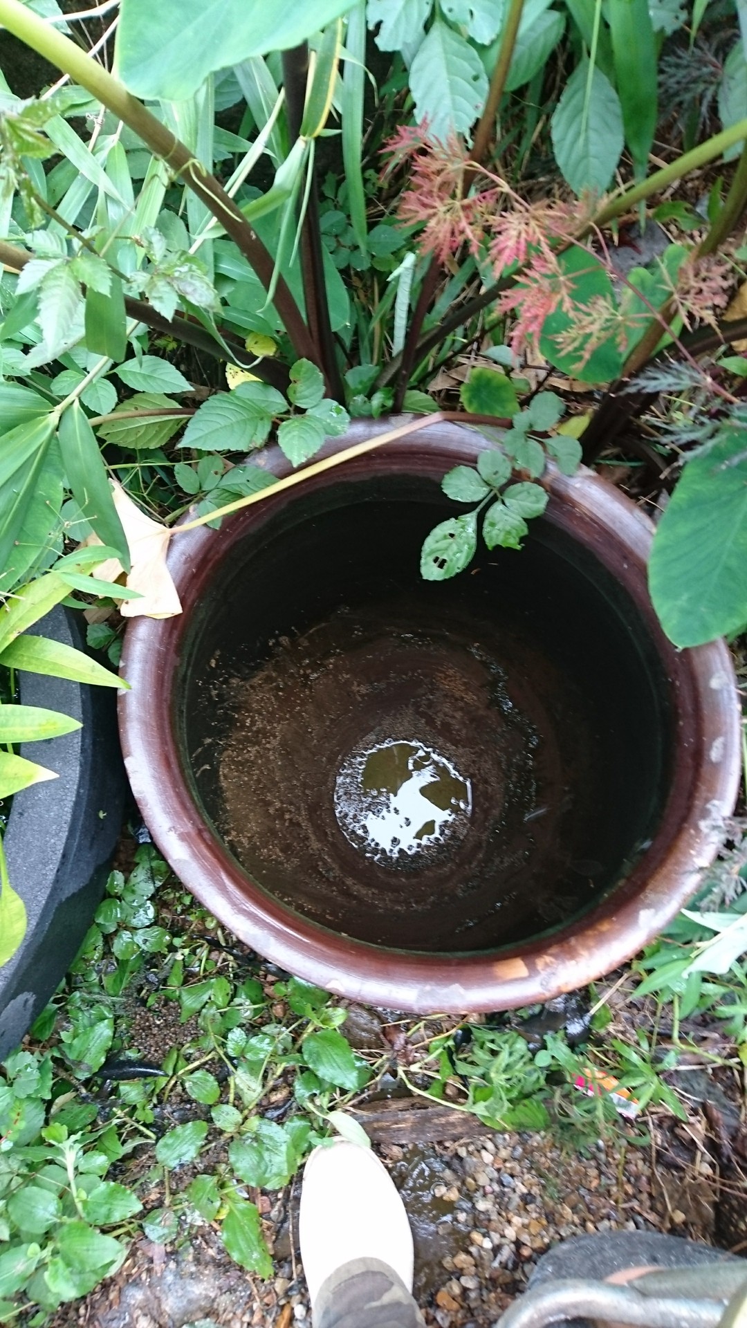 メダカ大量死の原因は 庭池日記 メダカ大量死の原因は 庭池日記