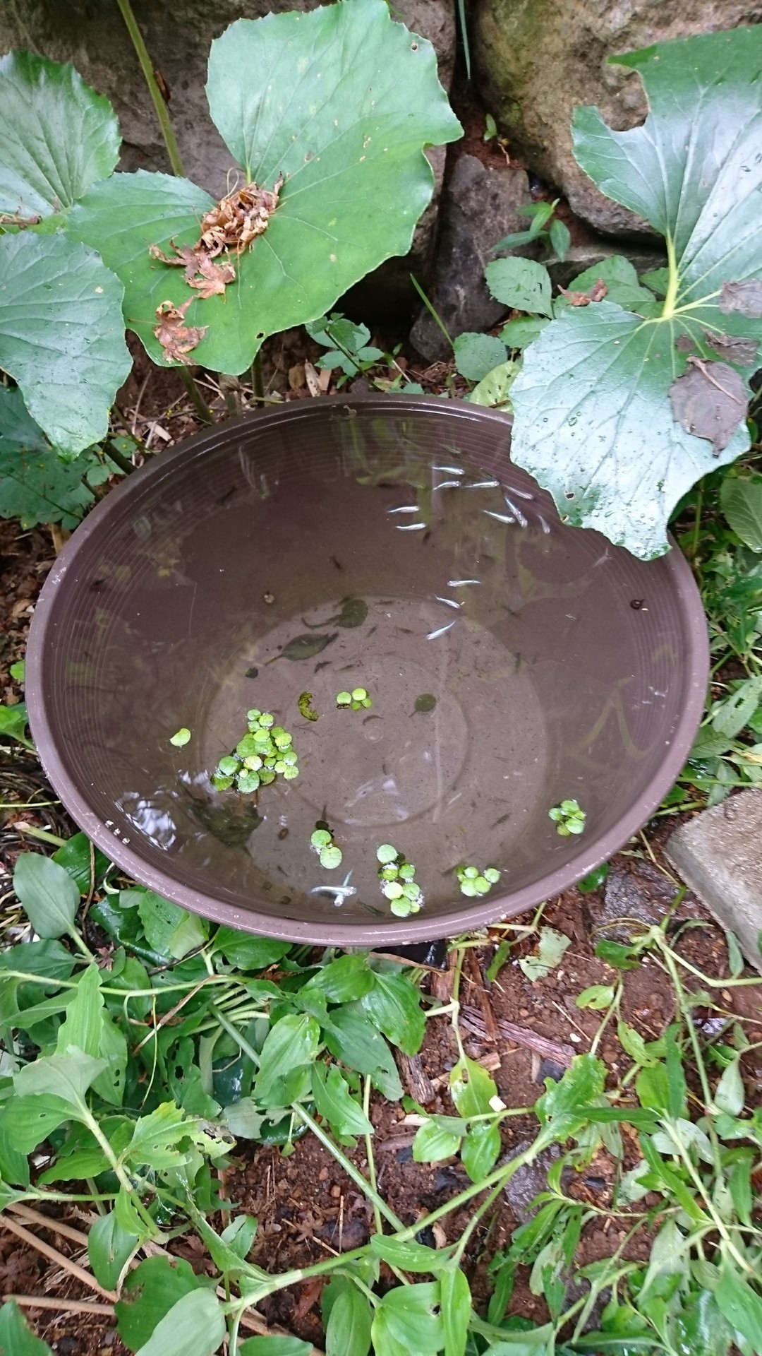メダカ大量死の原因は 庭池日記