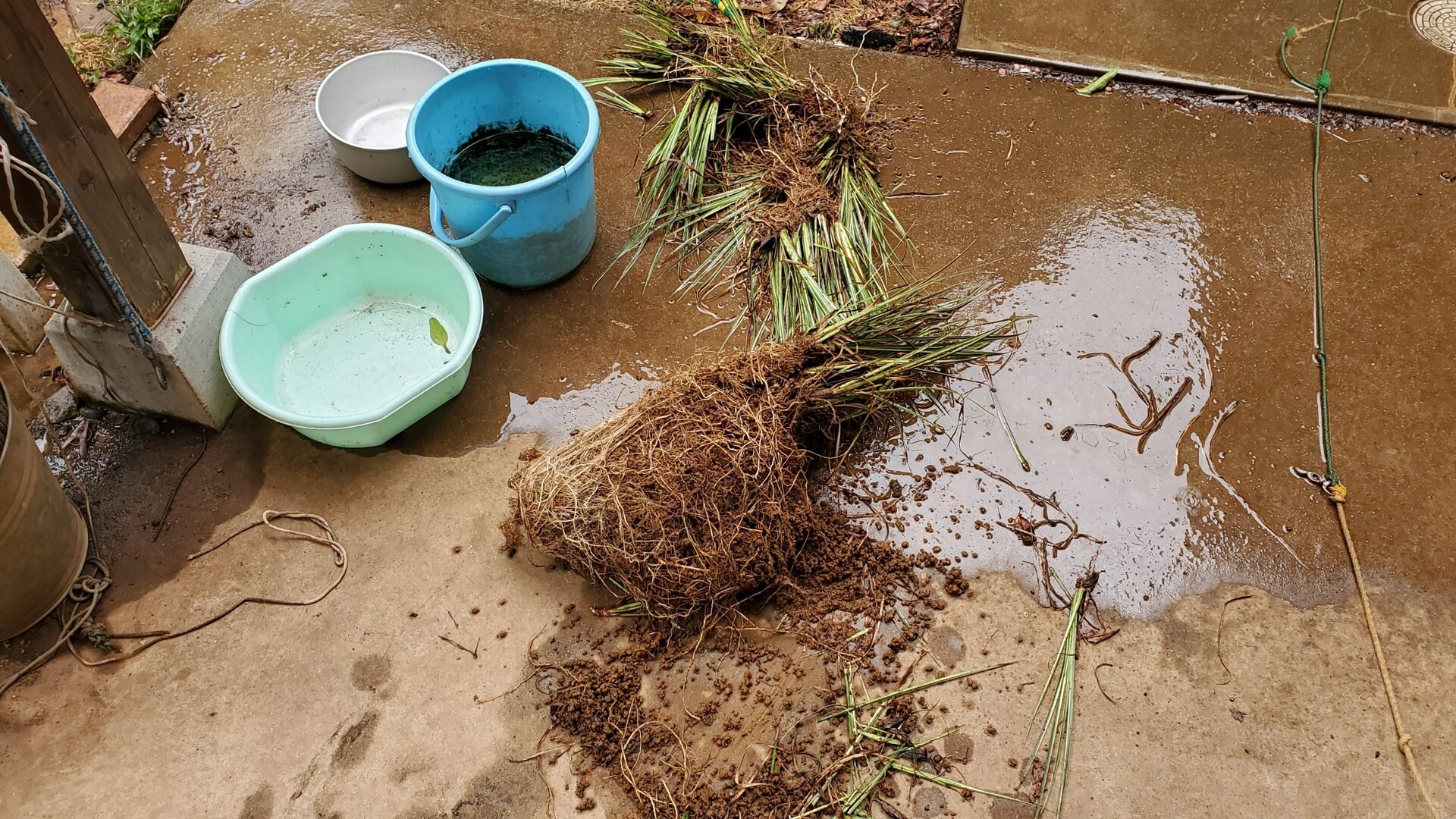 今年最初の睡蓮が開花 セキショウの植え替え 庭池日記 今年最初の睡蓮が開花 セキショウの植え替え 庭池日記