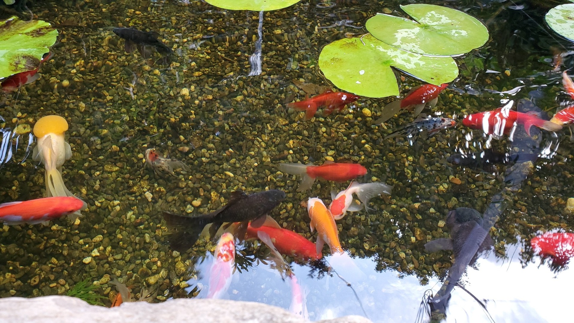 19年10月最後のビオトープとアイスクリームバナナと挿し木と紅葉とメダカと金魚とポポーとその他全部 庭池日記