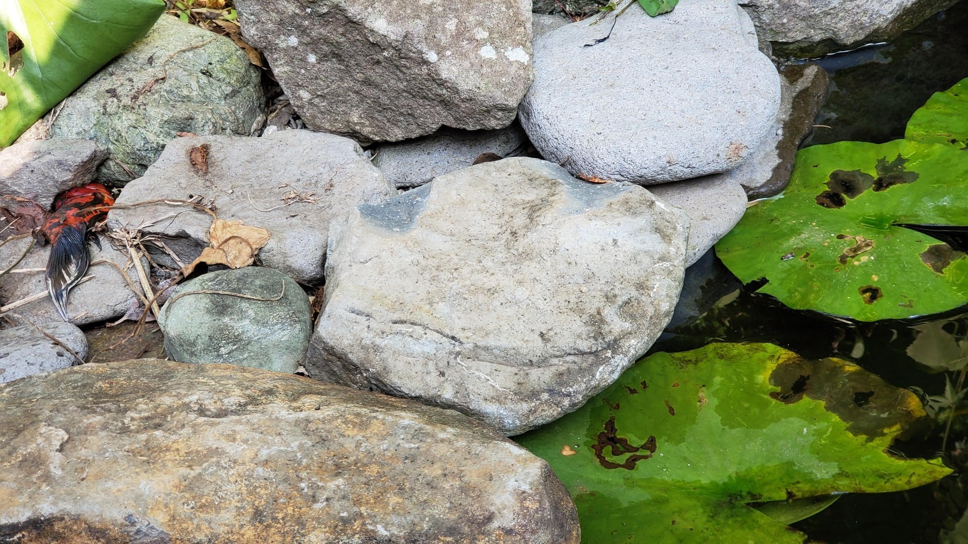 東錦 池から飛び出して死亡 庭池日記