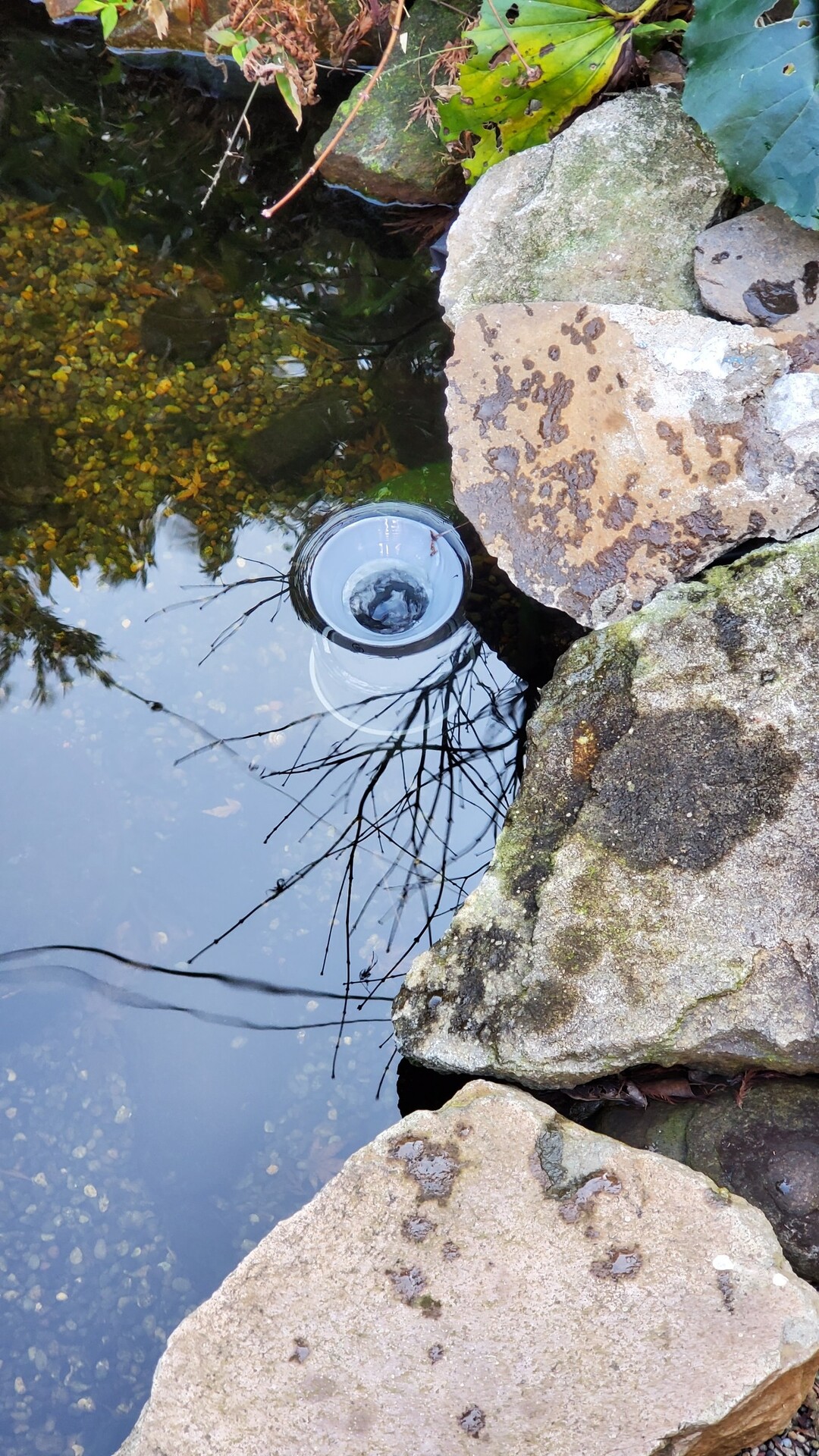 金魚が水面から空気を一口含んで水中に潜り ある程度の深さで口から空気を出す行為 庭池日記
