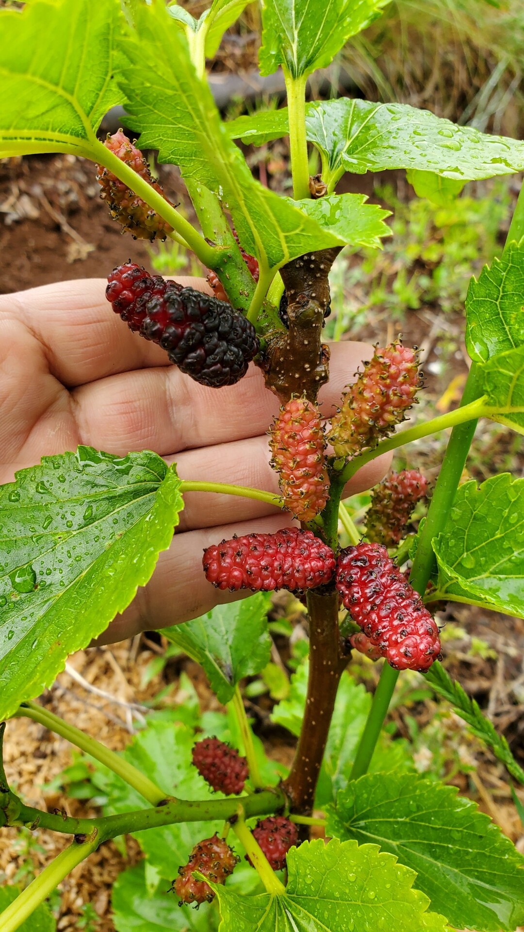 今年植えたばかりのララベリー マルベリー にこんなに実がなった 熱帯果樹等の状況 庭池日記