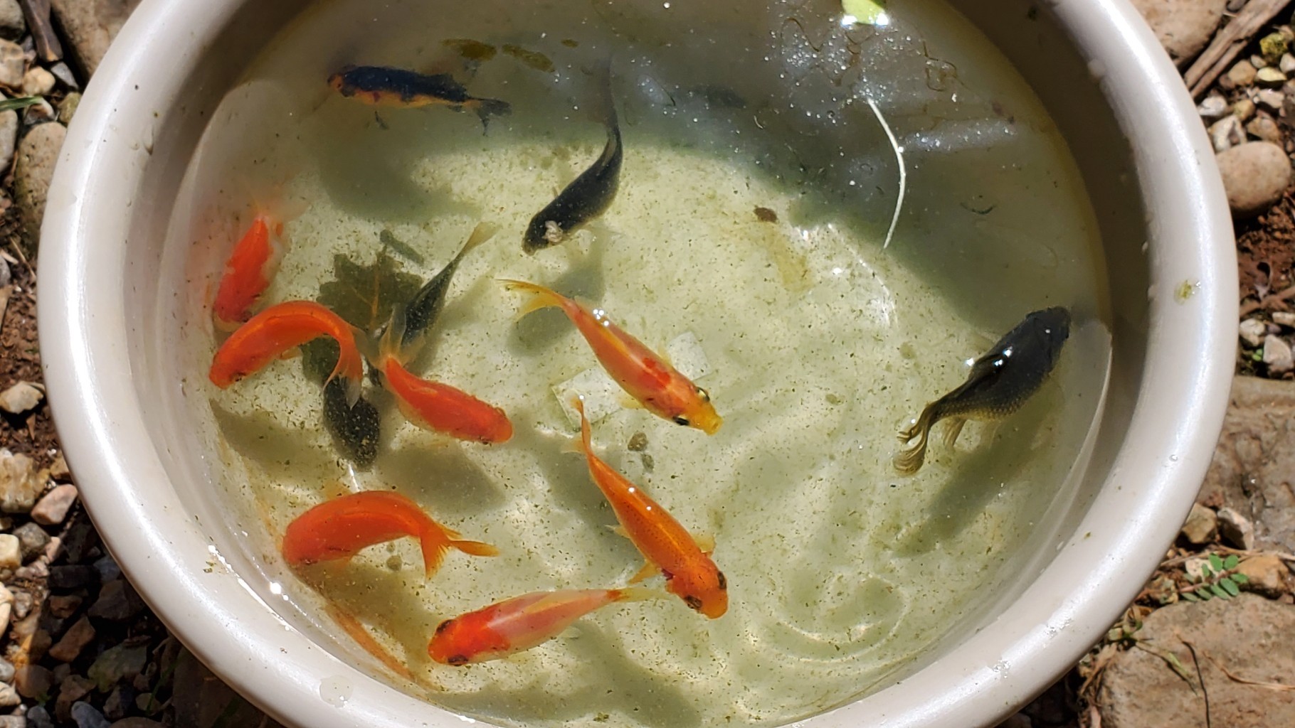 金魚の稚魚里帰りとビオトープの改変 庭池日記 金魚の稚魚里帰りとビオトープの改変 庭池日記