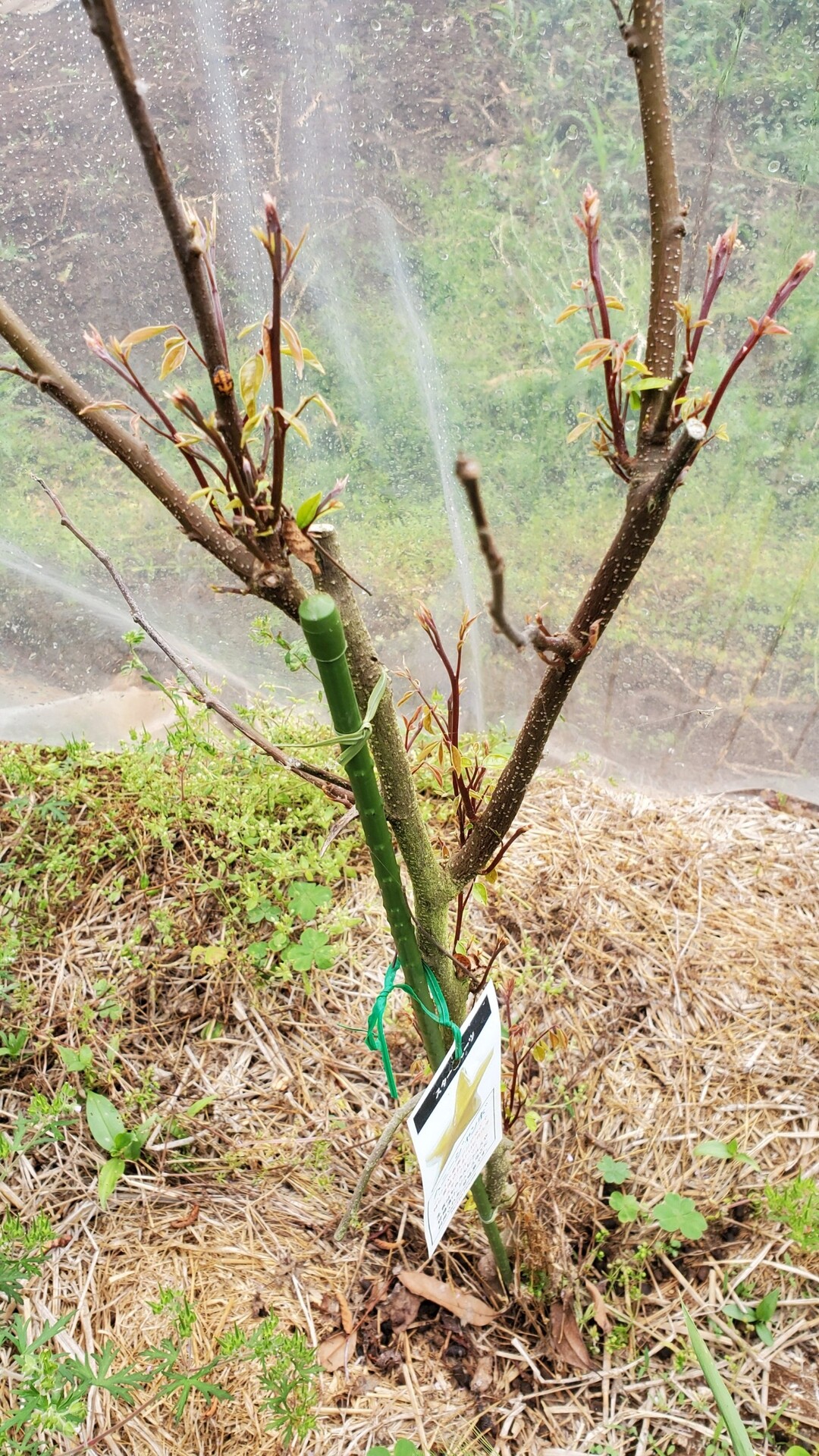 今年植えたばかりのララベリー マルベリー にこんなに実がなった 熱帯果樹等の状況 庭池日記