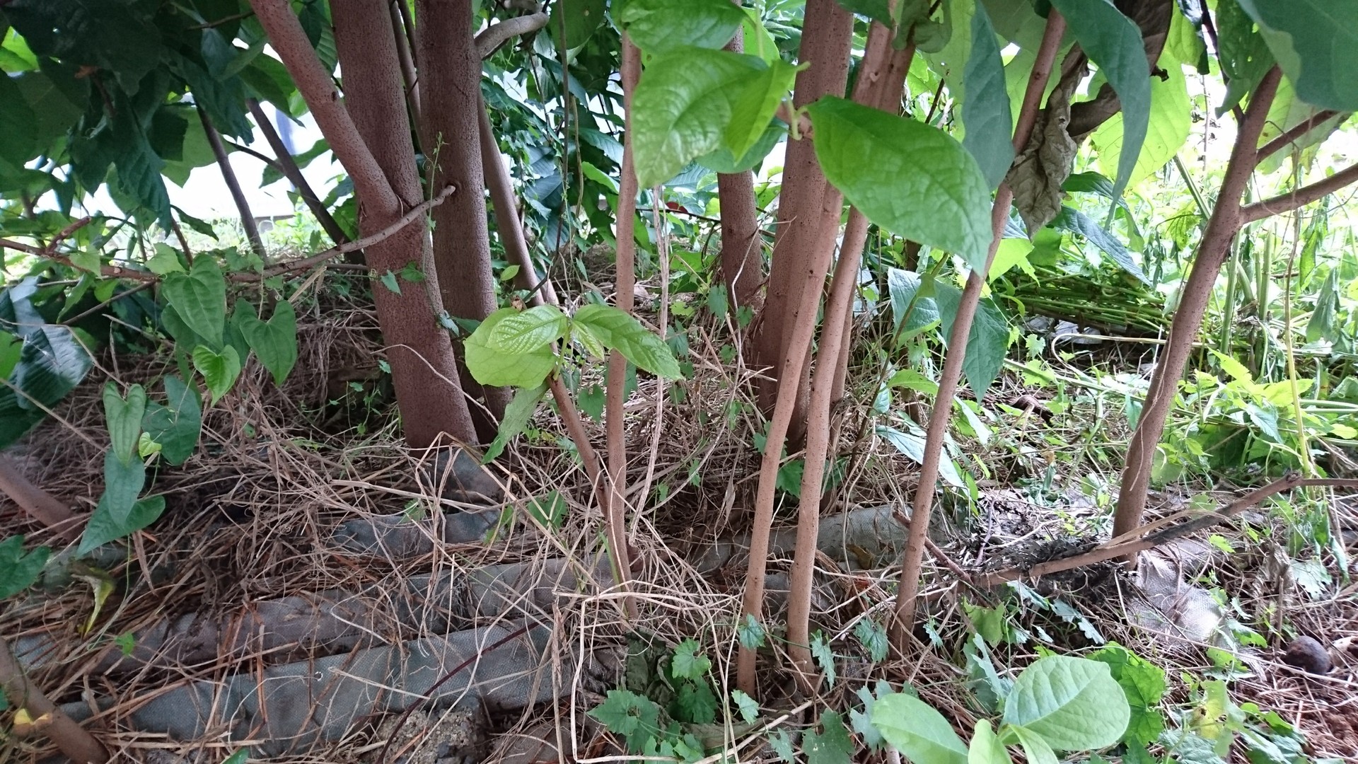 ポポー増えスギィー 庭池日記