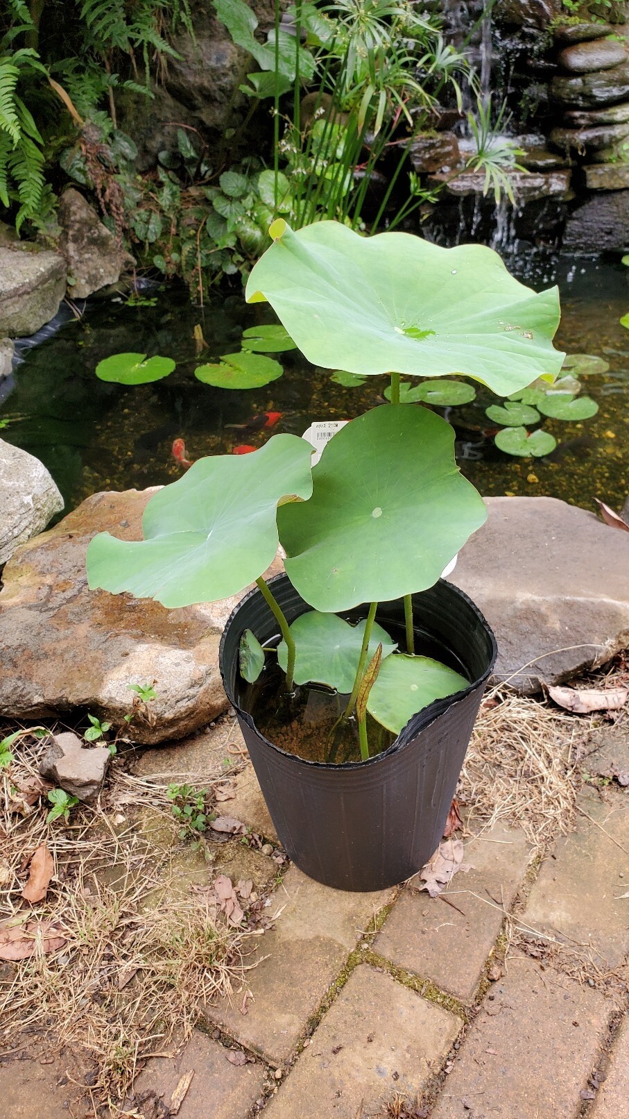 庭に小川を作る 庭池日記