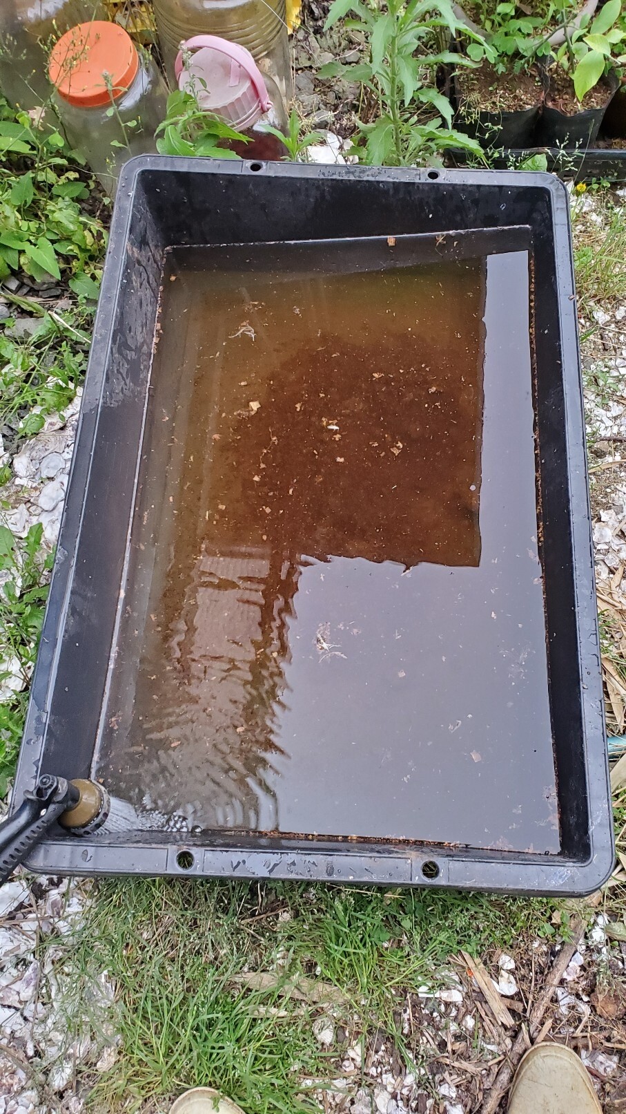 メダカ桶のボウフラ取り 庭池日記