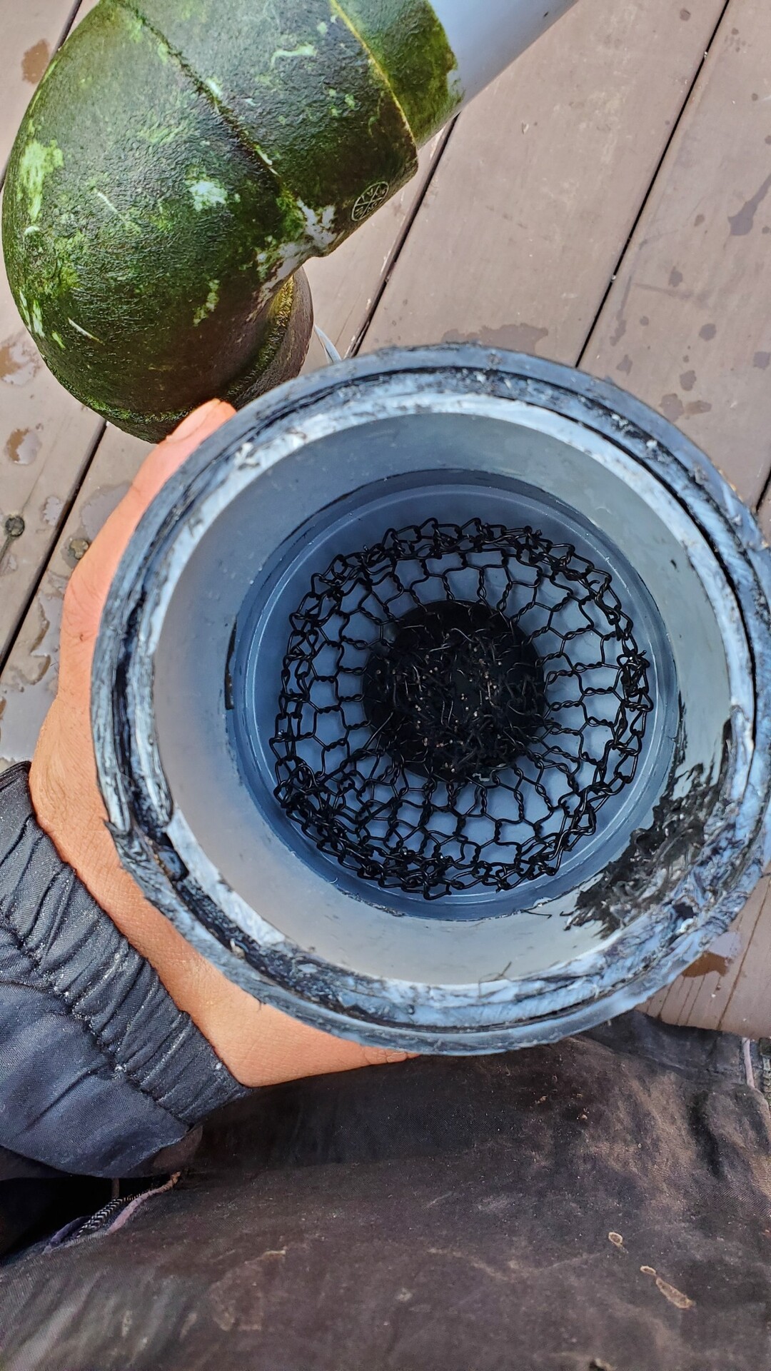 金魚が水面から空気を一口含んで水中に潜り ある程度の深さで口から空気を出す行為 庭池日記