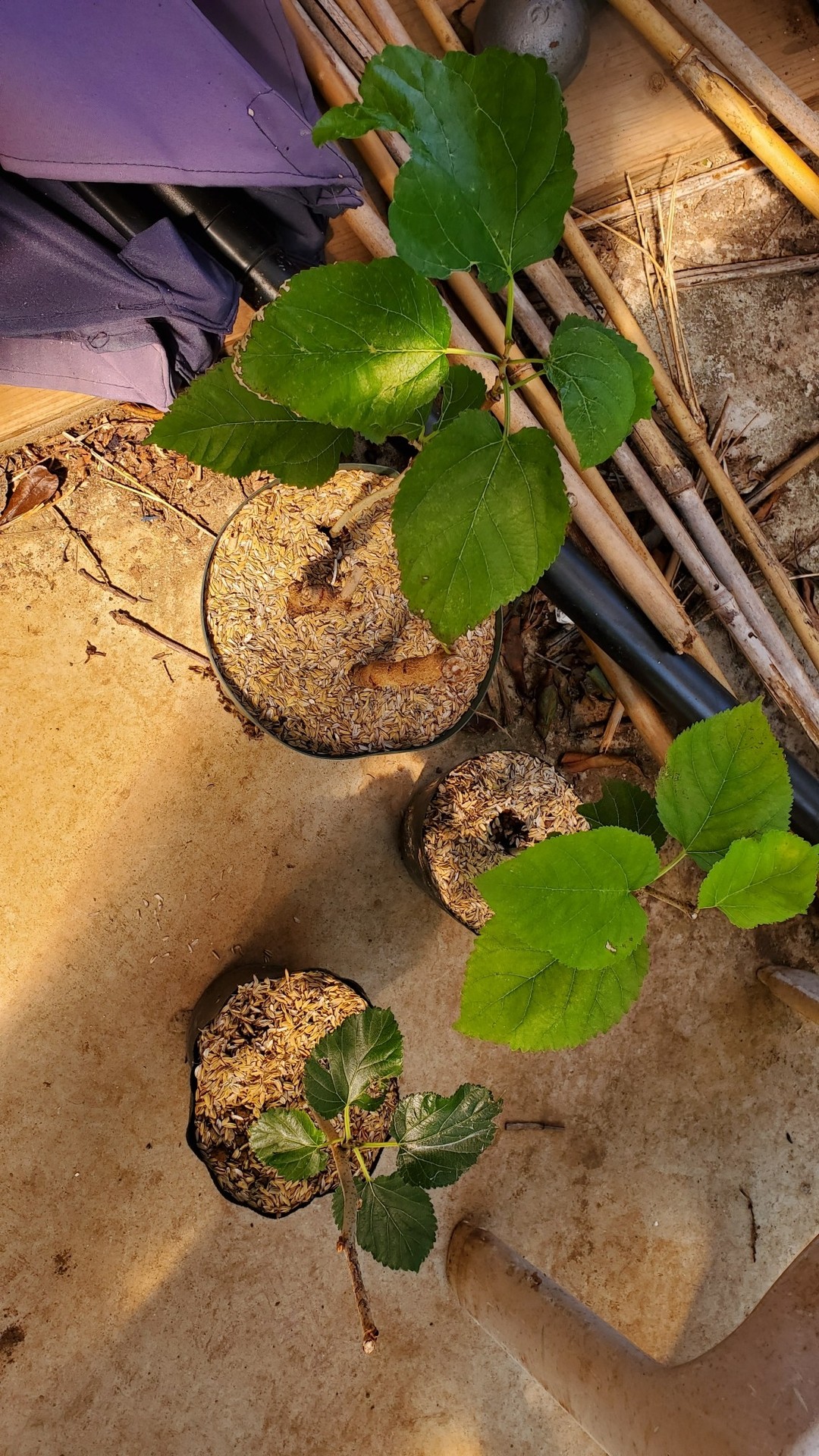 挿し木の植え替え イチョウの種まき 庭池日記