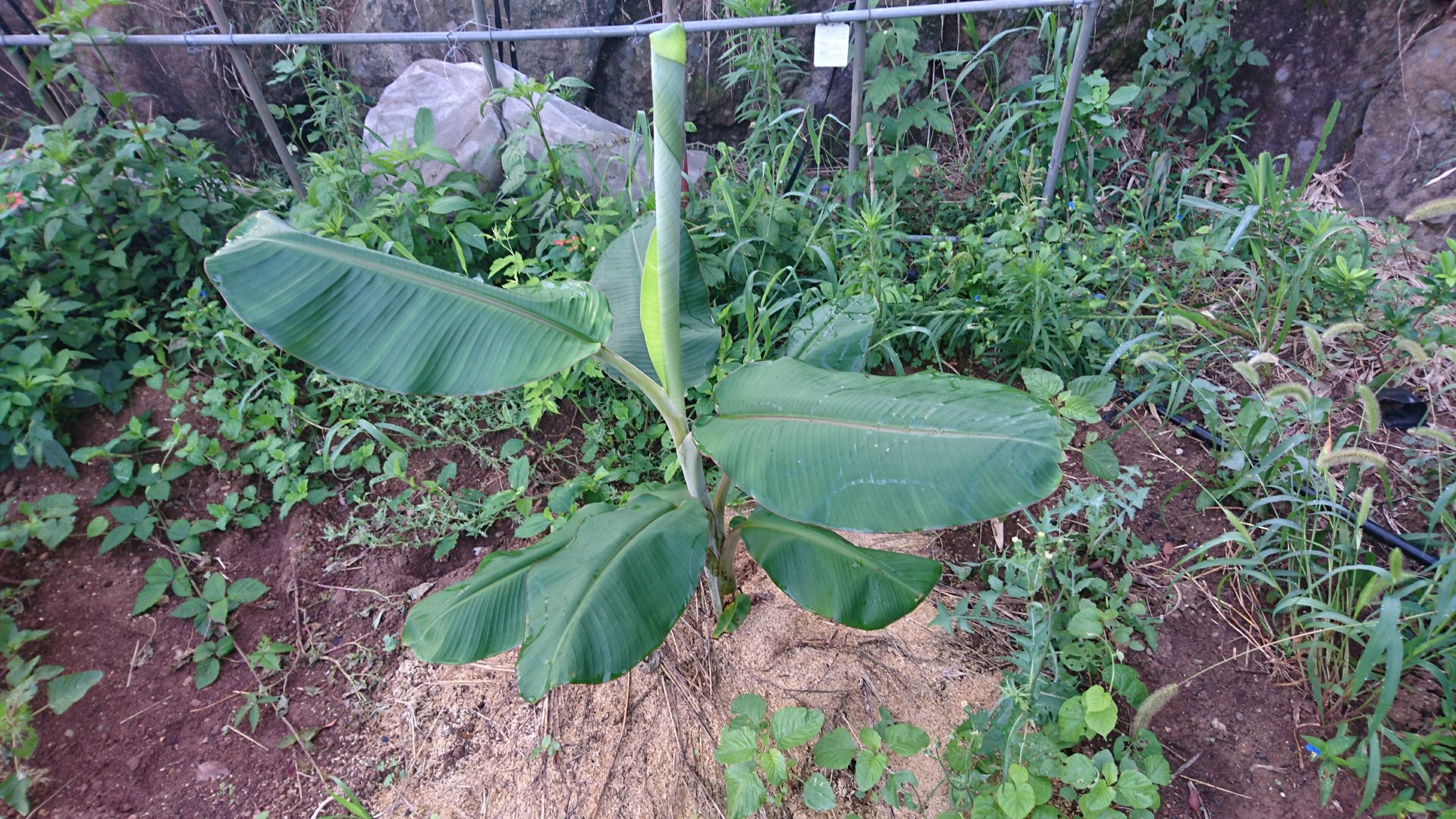 ネット購入のアイスクリームバナナ フェイジョアを植えてみた 庭池日記