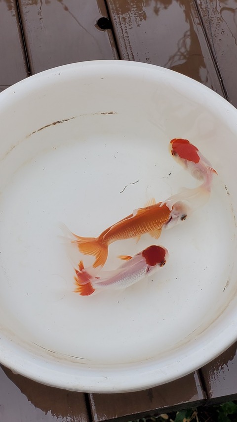 巨大になる金魚。ジャンボオランダ獅子頭を買いに行く : 庭池日記