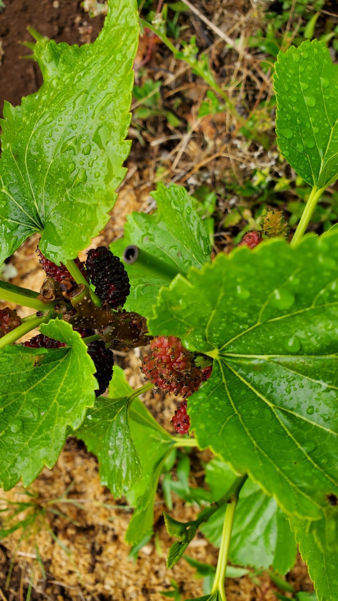 今年植えたばかりのララベリー マルベリー にこんなに実がなった 熱帯果樹等の状況 庭池日記