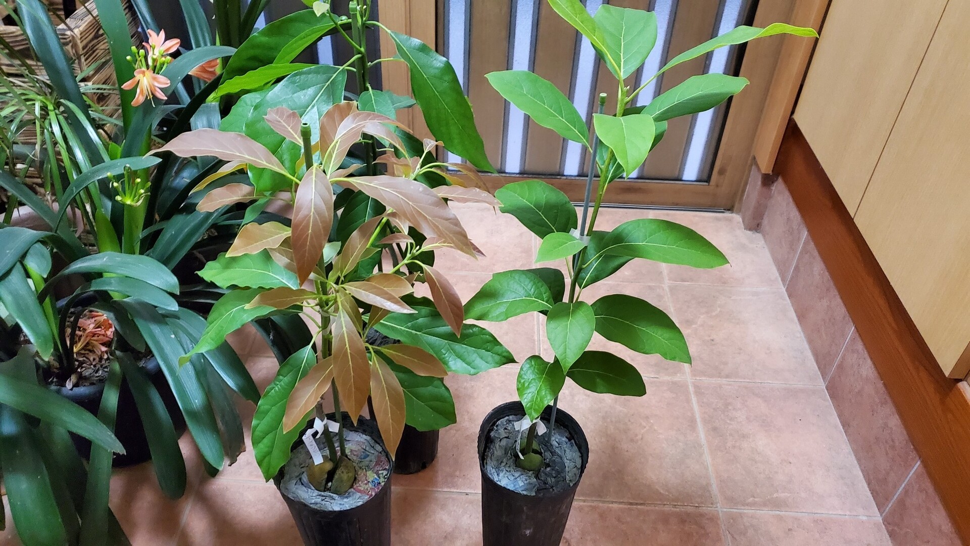 新しいアボカド苗木が届いた 庭池日記 新しいアボカド苗木が届いた 庭池日記