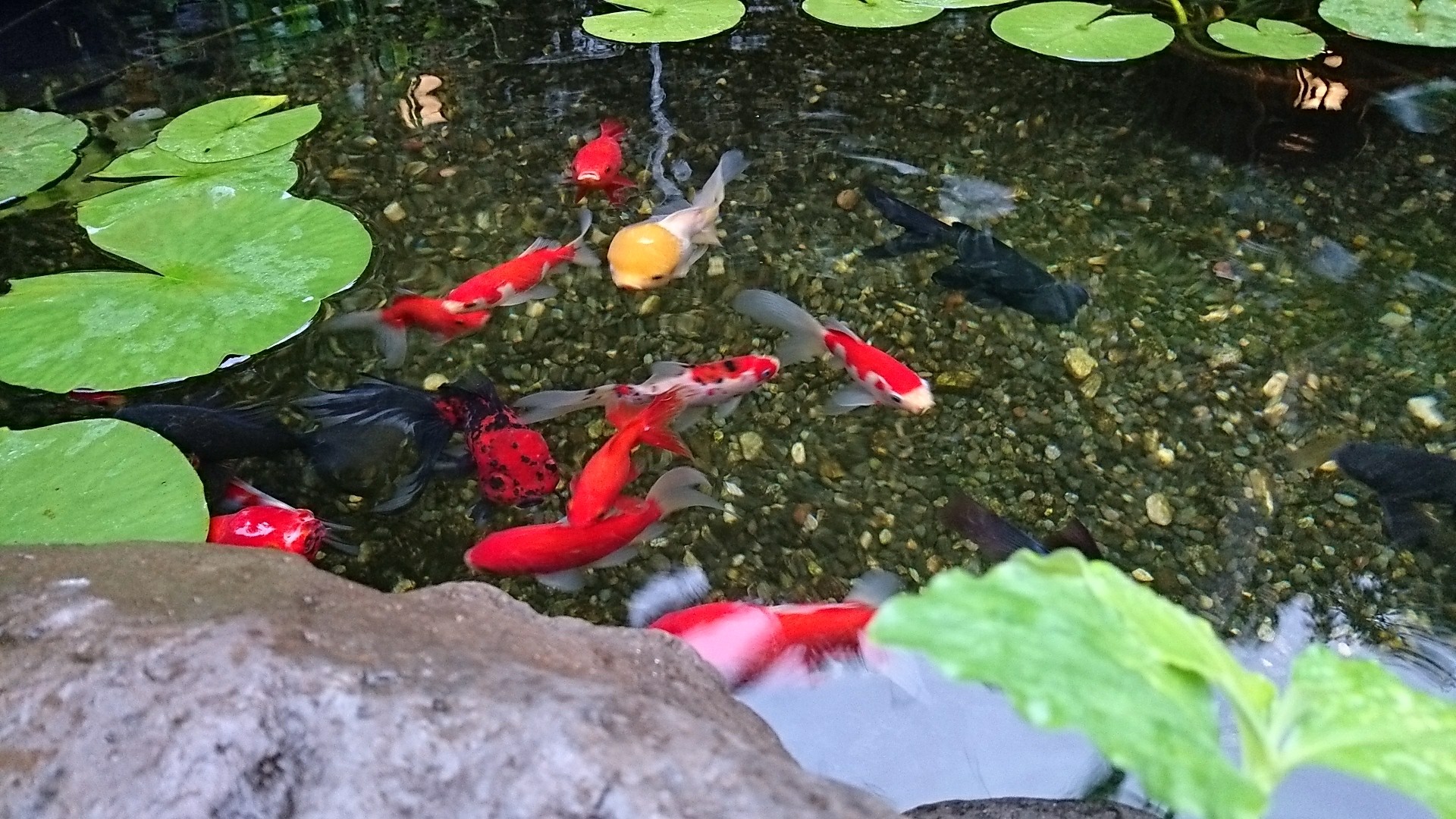 ビオトープに入れた睡蓮の土を漁る金魚対策 庭池日記