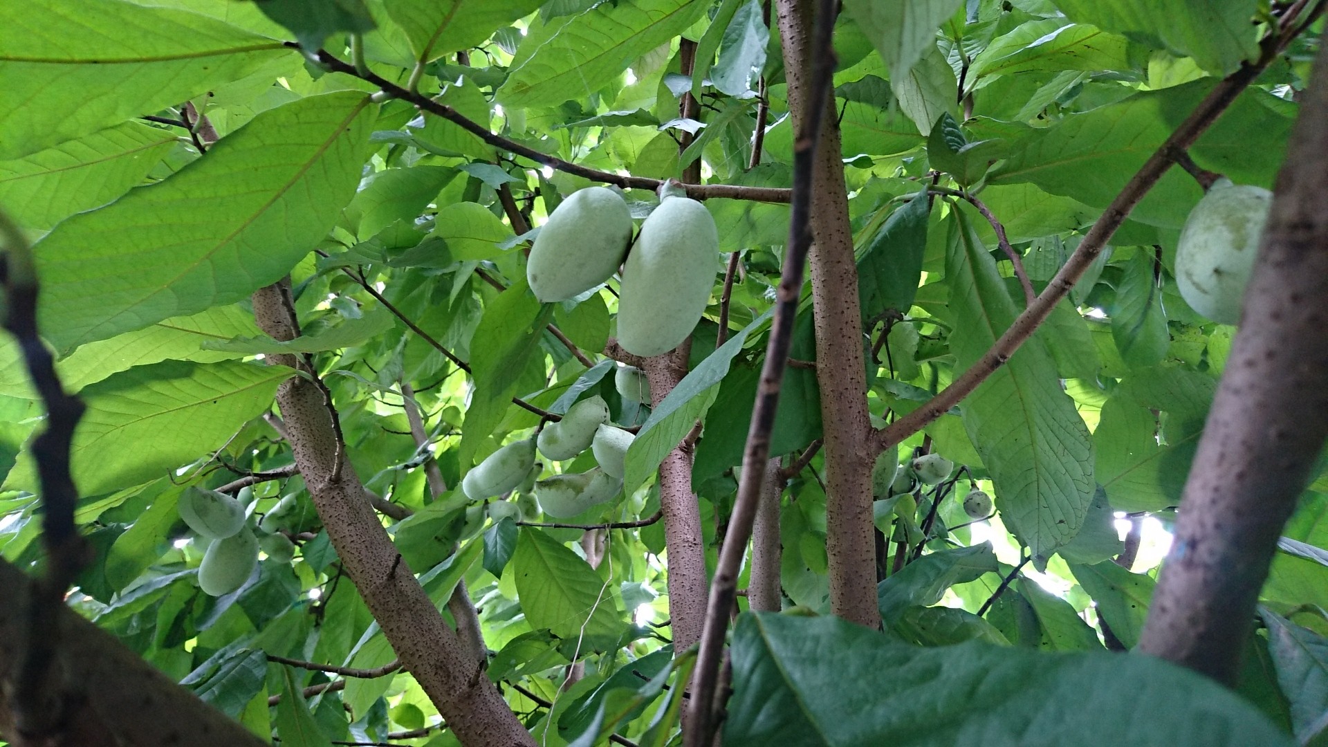 ポポーの実 落ちる 庭池日記