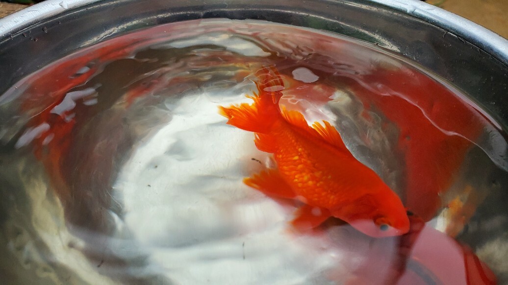 イカリ虫 ボウフラ対策にデミリンを庭池に投入 尾腐れ病金魚の隔離 庭池日記