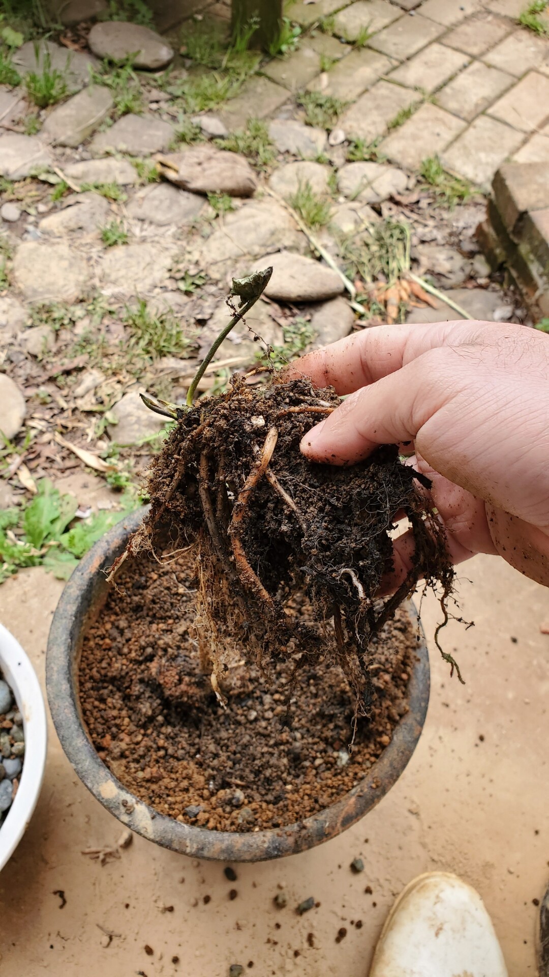 睡蓮の肥料がなくなったので煮干しを入れた 庭池日記