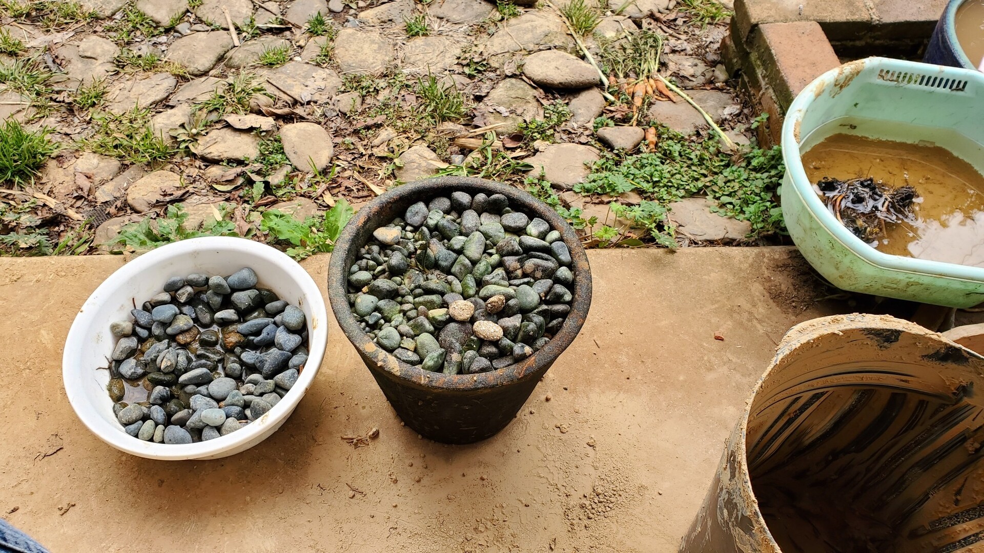 睡蓮の肥料がなくなったので煮干しを入れた 庭池日記 睡蓮の肥料がなくなったので煮干しを入れた 庭池日記