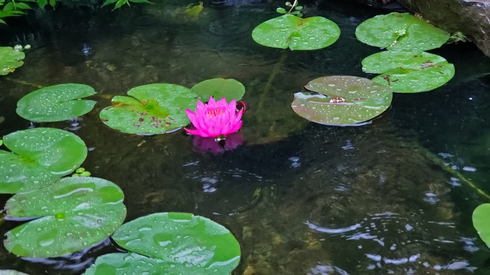 大雨の中咲いた睡蓮と生き残った金魚の稚魚 庭池日記