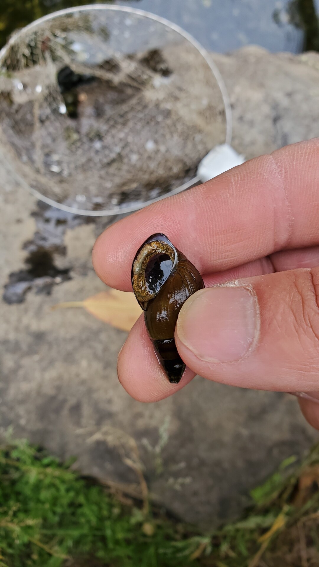 カワニナは池でかなり増えているようだ 今日のアイスクリームバナナ 庭池日記