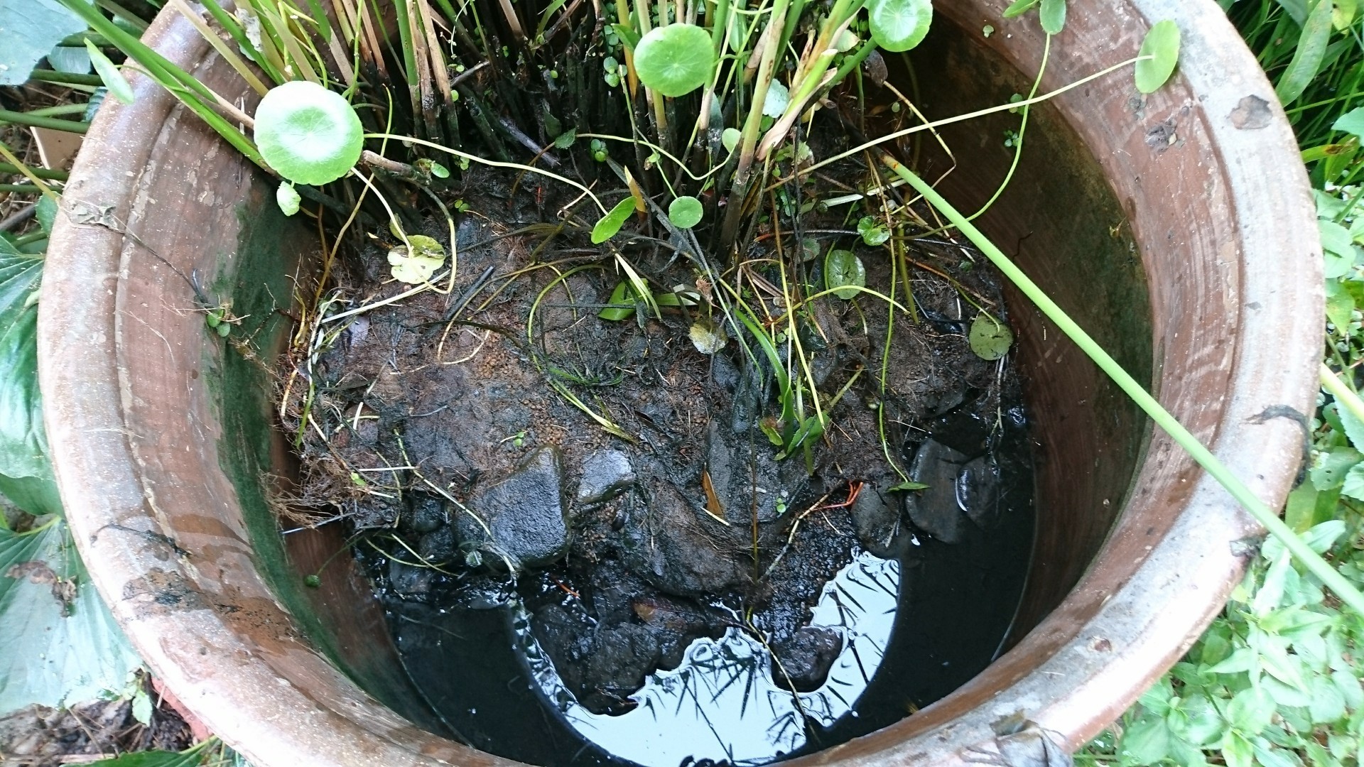 悪臭を発する崩壊した巨大壺ビオトープをリセット 庭池日記 悪臭を発する崩壊した巨大壺ビオトープをリセット 庭池日記