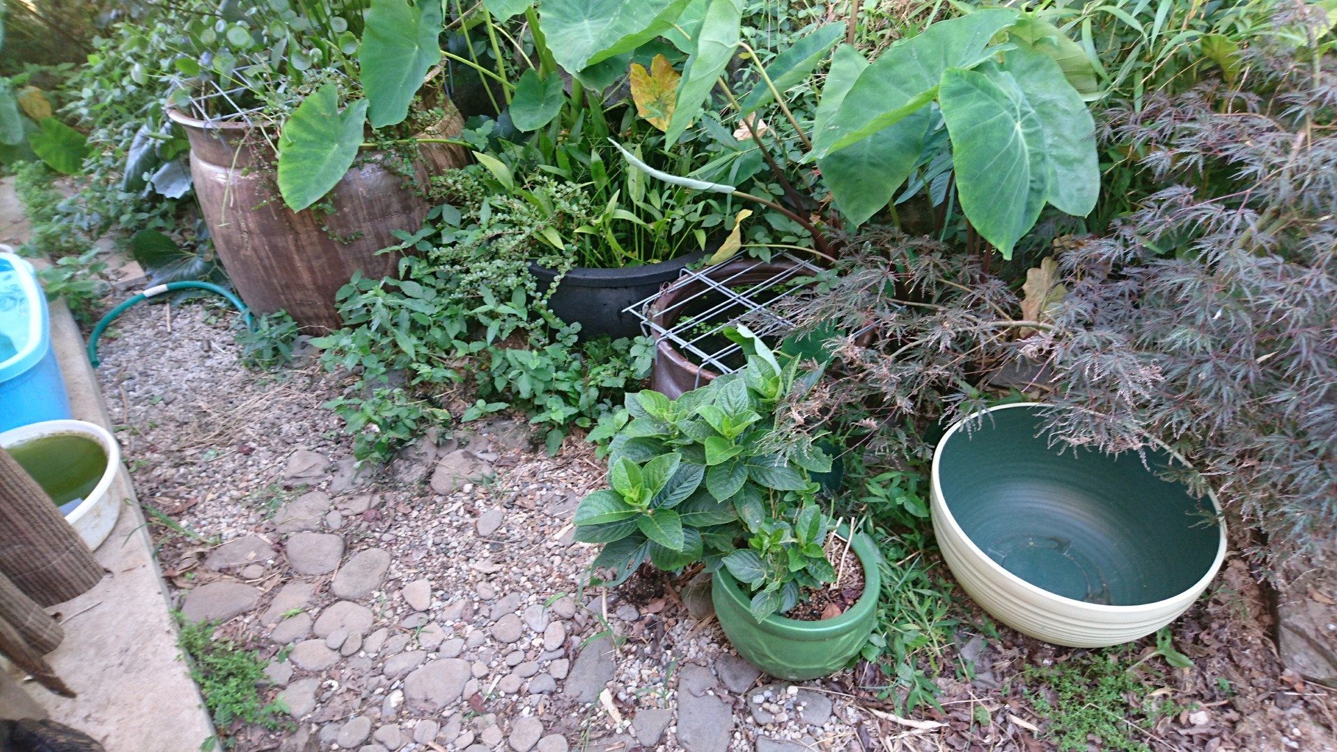 稚魚メダカの為の新しいビオトープづくり 庭池日記 稚魚メダカの為の新しいビオトープづくり 庭池日記
