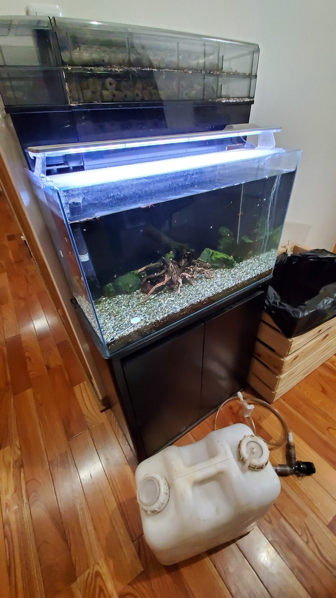 池の金魚 転覆病 白点病 庭池日記