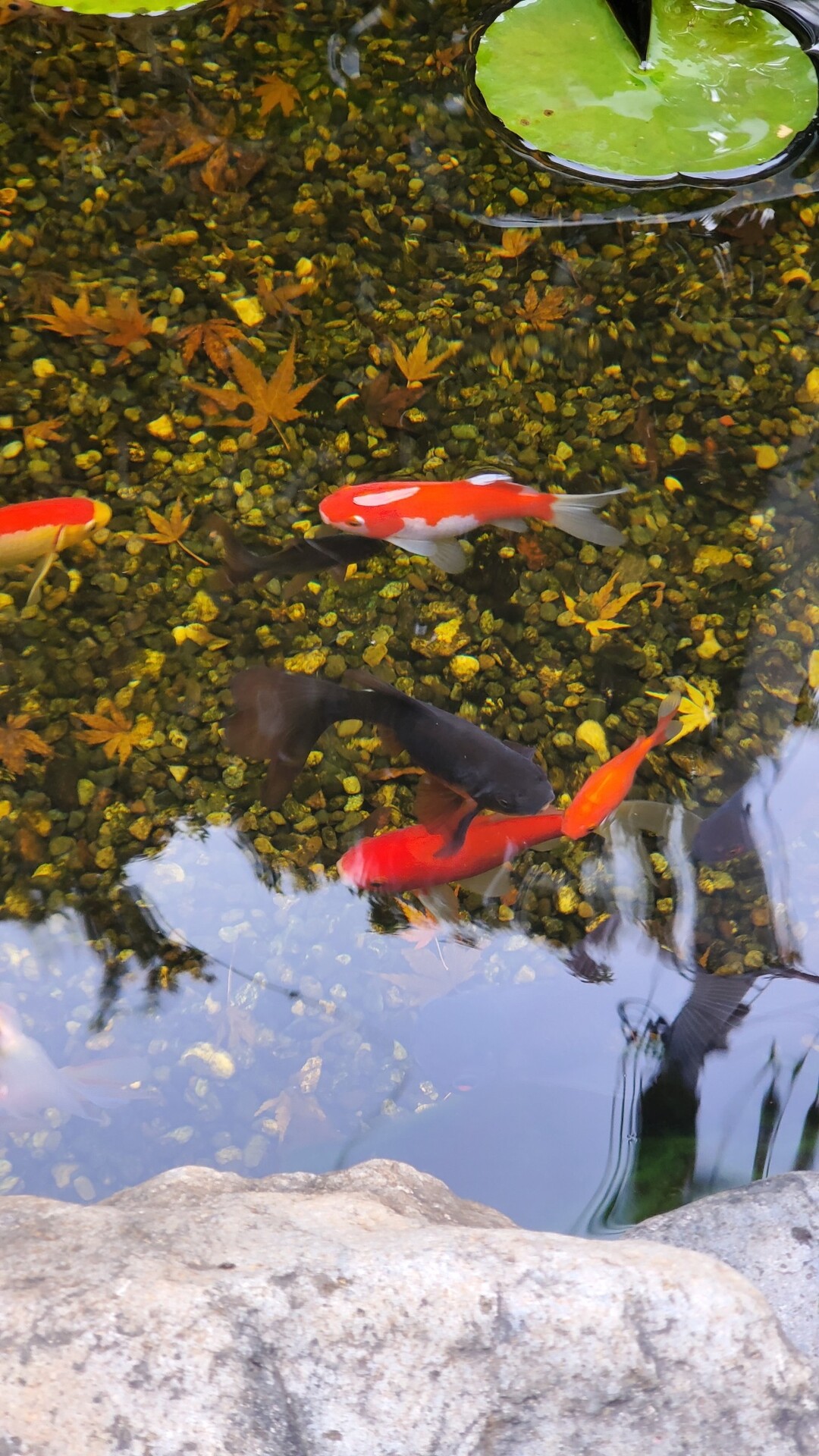 池の金魚 転覆病 白点病 庭池日記 池の金魚 転覆病 白点病 庭池日記
