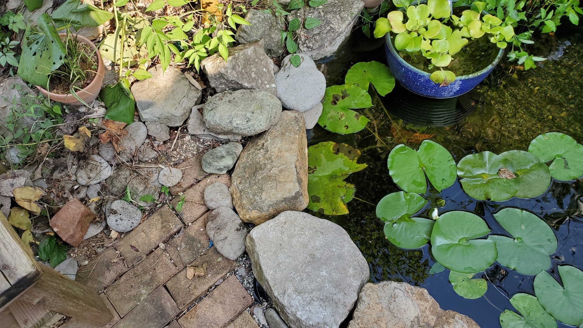 東錦 池から飛び出して死亡 庭池日記